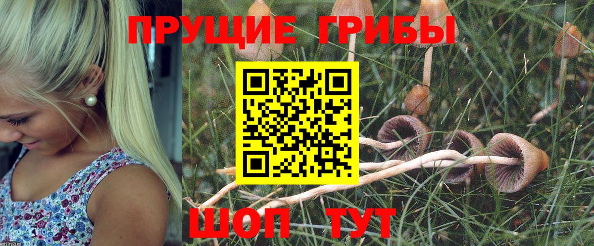 Аксай  Псилоцибиновые грибы GOLDEN TEACHER  Вход с VPN  Псилоцибиновые грибы GOLDEN TEACHER 